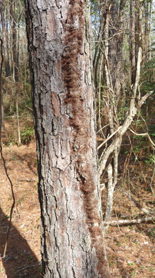 Vine growing up small loblolly pine