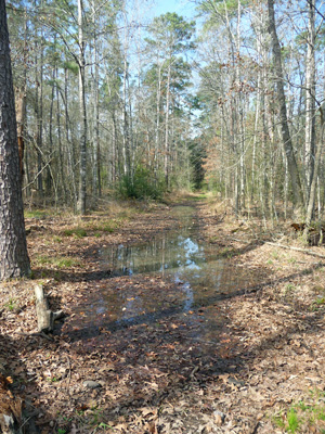 Equestrian trail Lake Livingston SP