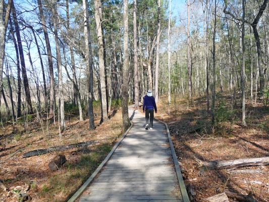 Long boardwalk Huntsville SP