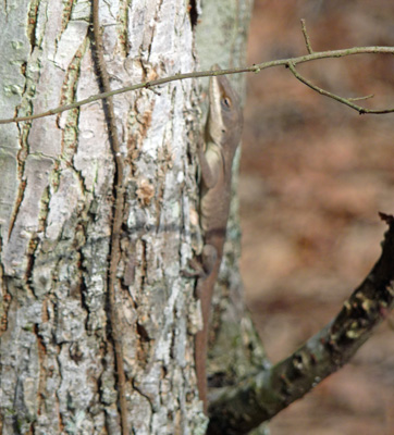 Lizard on a tree trunk Lake Livingston TX