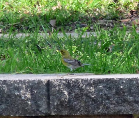 American Goldfinch