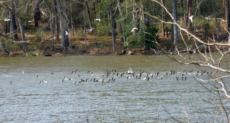 Ducks fishing Huntsville SP
