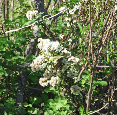 Blooming shrub Pinnacles NP