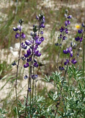 Silver Lupine (Lupinus albifrons var. albifrons)