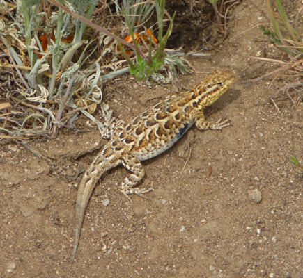 Western Fence Lizard