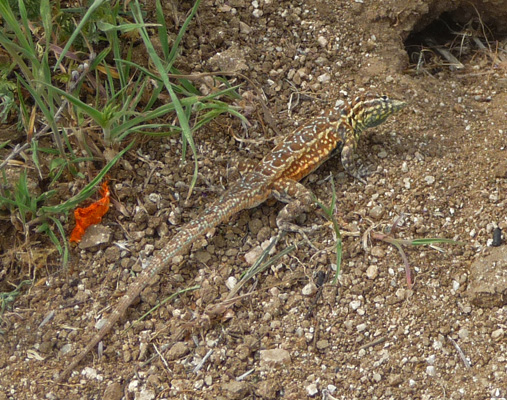 Western Fence Lizard