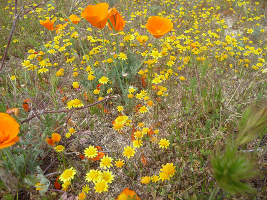 Goldfields (Lasthenia californica) and CA poppies