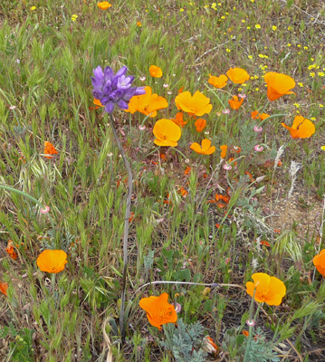 Blue Dicks (Dichelostemma capitatum) and CA poppies