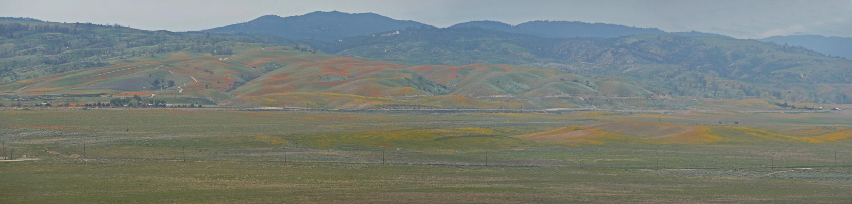 View west from CA Poppy Reserve