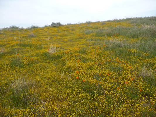 Goldfields up hillside CA Poppy Reserve