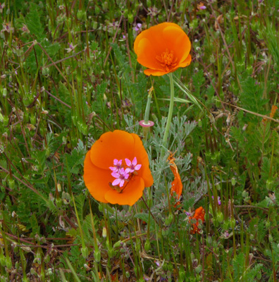 CA Poppy with Red Stem Filaree growing though it