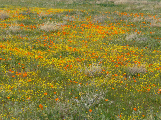 CA Poppies and Goldfields