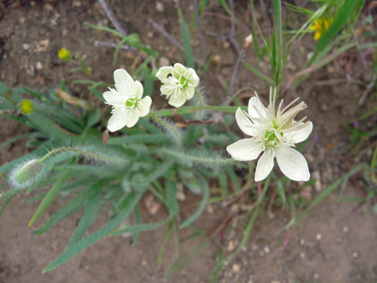 Cream Cups (Platystemon californicus)