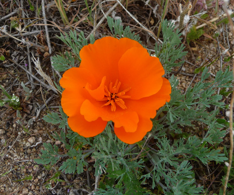 California poppy