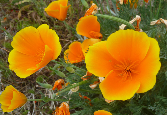 California Poppies