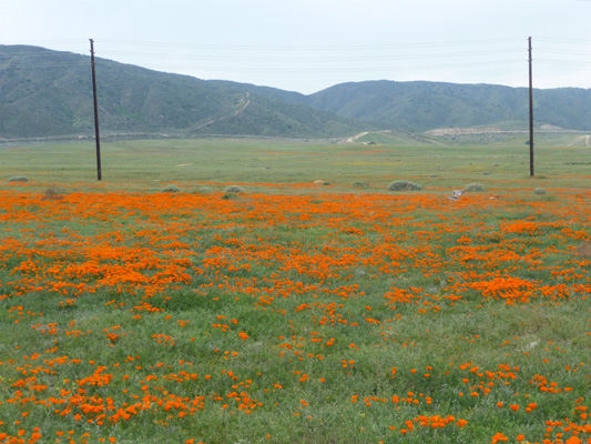 California Poppies Lancaster CA