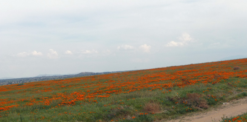 California Poppies Lancaster CA