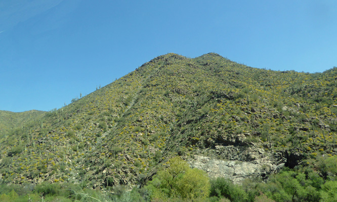 Brittlebush in bloom