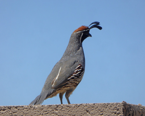 Gamble's Quail