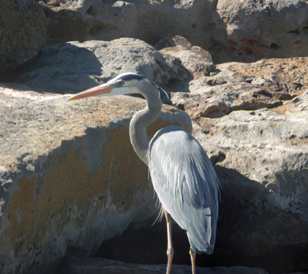 Great Blue Heron