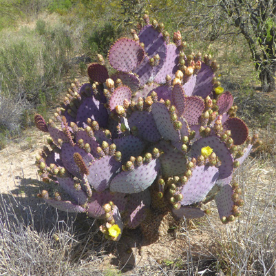 Santa Rita Prickly Pear