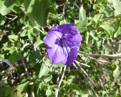 Baja Ruellia