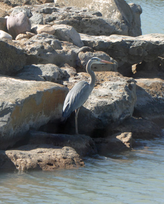 Great Blue Heron