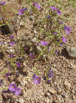 Wild Petunia (Calibrachoa parviflora)