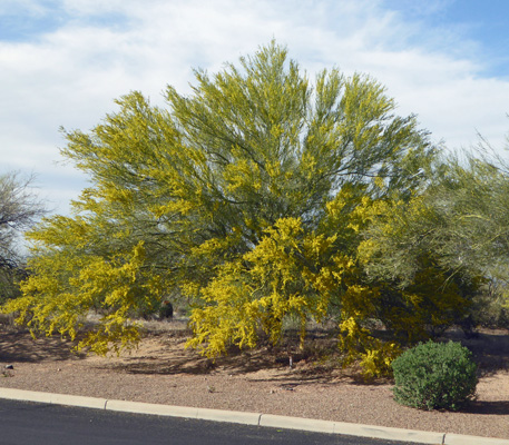 Palo Verde Tree in bloom