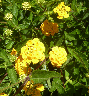 yellow lantana