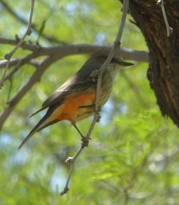 Say’s Phoebe