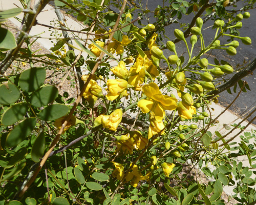 Mexican Bird of Paradise