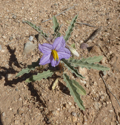 Silver-leaved Nightshade (Solanum elaeagnifolium)