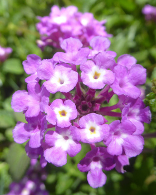 purple lantana