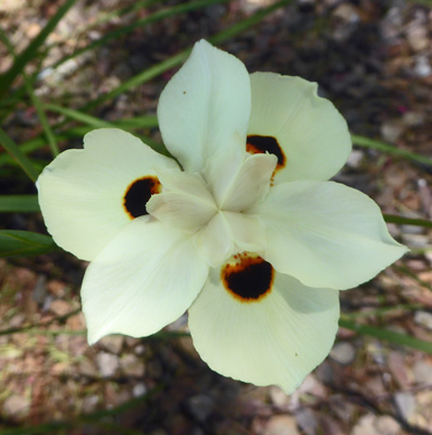 Dietes bicolor
