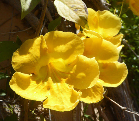 Yellow Trumpet Vine (Campsis radicans ‘Flava’)