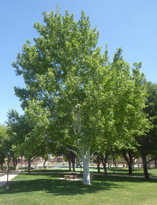 Sycamore tree