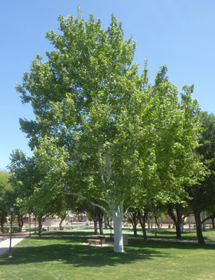 Sycamore tree