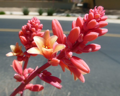 Red yucca