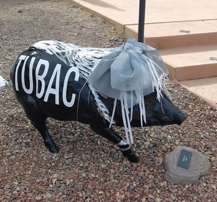 Tubac javelina