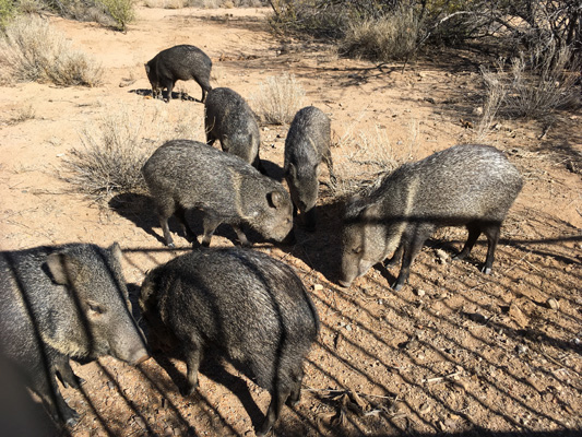 Javelinas