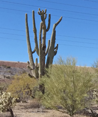 Large old saguaro 