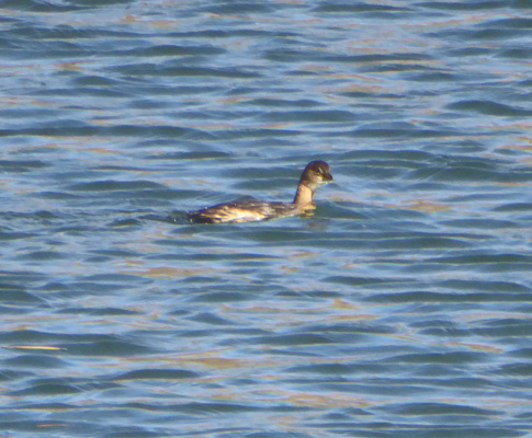 Pied-billed grebe juvenile