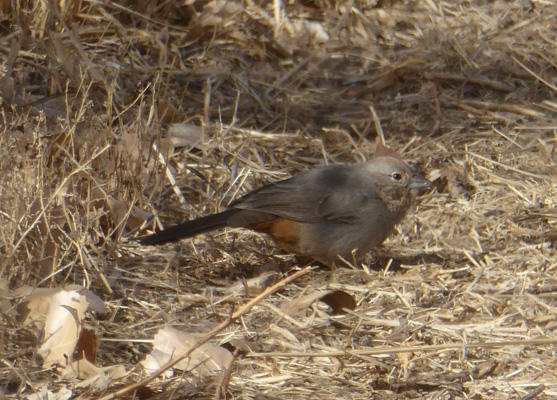 juvenile Say's Phoebe