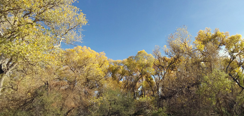 yellow leaved cottonwoods