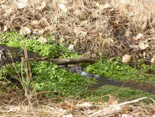 Water in Empire Gulch