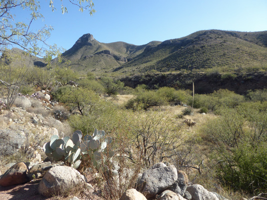 Arroyo near Whipple Observatory VC