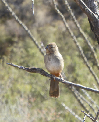 Say’s Phoebe