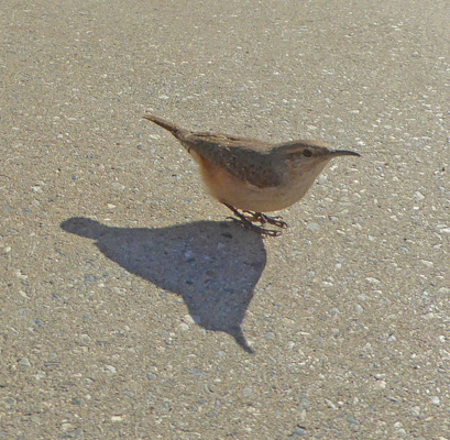 House Wren