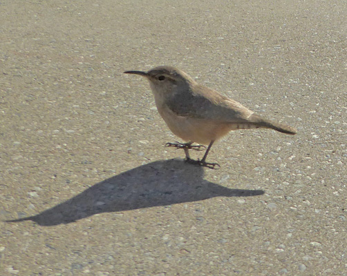 House Wren